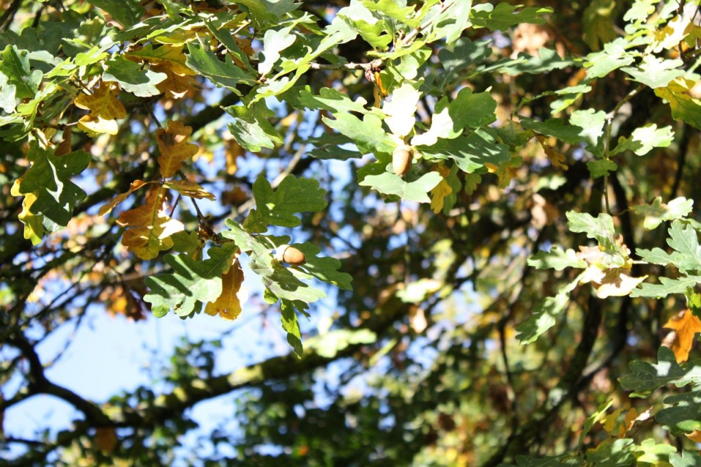 Herbstimpression in Braun