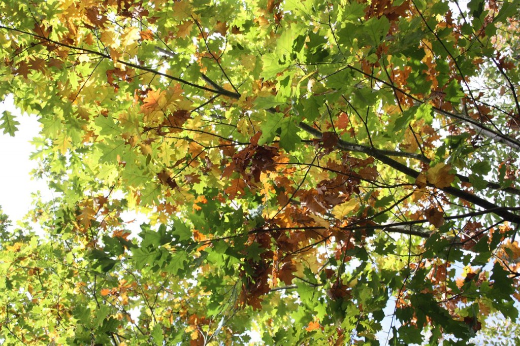 Herbstimpression in braun